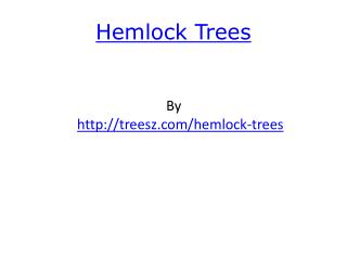 Hemlock Trees