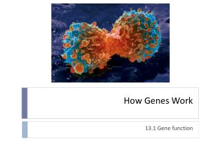 How Genes Work