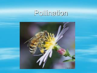 Pollination