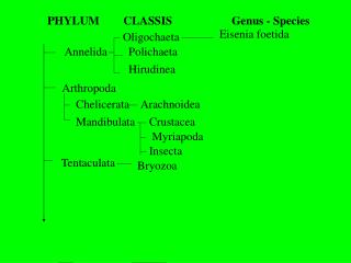 PHYLUM