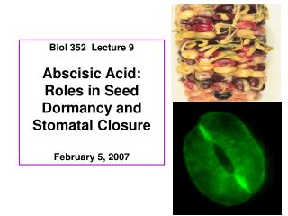 Biol 352 Lecture 9 Abscisic Acid: Roles in Seed Dormancy and Stomatal Closure February 5, 2007