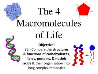 The 4 Macromolecules of Life