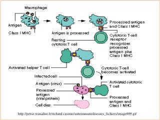 perso.wanadoo.fr/richardsimir/autoimmunediseases_fichiers/image009.gif