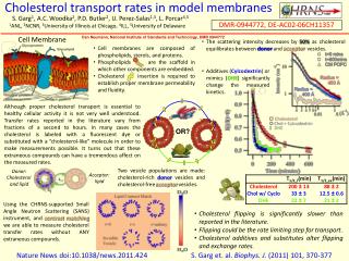 Cell membranes are composed of phospholipids, sterols, and proteins.