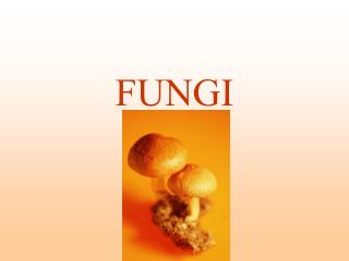 FUNGI