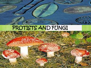 PROTISTS AND FUNGI