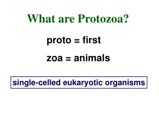 What are Protozoa?