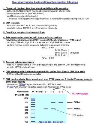 Overview: Human Alu insertion polymorphism lab steps