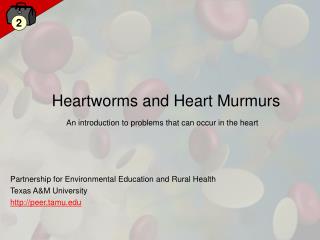 Heartworms and Heart Murmurs