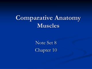 Comparative Anatomy Muscles