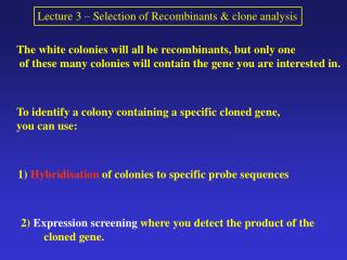 The white colonies will all be recombinants, but only one