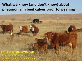 What we know (and don’t know) about pneumonia in beef calves prior to weaning