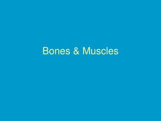 Bones &amp; Muscles