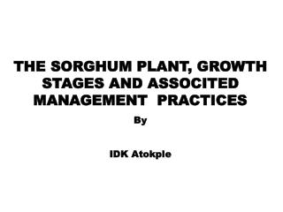 THE SORGHUM PLANT, GROWTH STAGES AND ASSOCITED MANAGEMENT PRACTICES By IDK Atokple