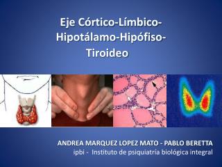 Eje Córtico-Límbico- Hipotálamo-Hipófiso- 			 Tiroideo