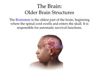 The Brain: Older Brain Structures