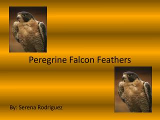 Peregrine Falcon Feathers