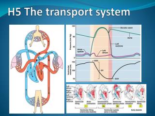 H5 The transport system