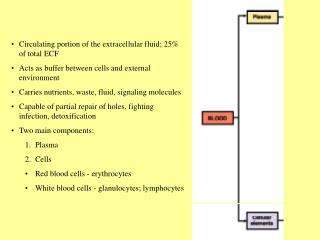 Circulating portion of the extracellular fluid; 25% of total ECF