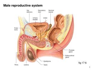 Male reproductive system