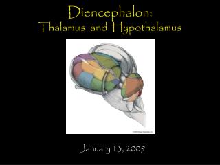 Diencephalon: Thalamus and Hypothalamus