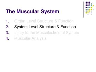 The Muscular System