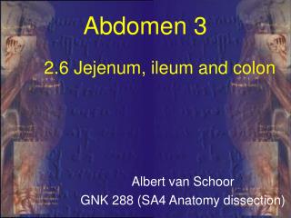 2.6 Jejenum, ileum and colon
