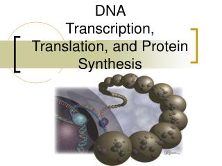 DNA Transcription, Translation, and Protein Synthesis