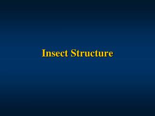 Insect Structure