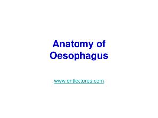 Anatomy of Oesophagus