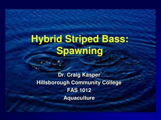 Hybrid Striped Bass: Spawning