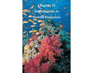 Chapter 32 Introduction to Animal Evolution