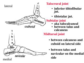 Midtarsal joint between calcaneus and cuboid on lateral side