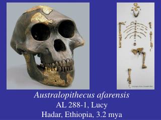 Australopithecus afarensis AL 288-1, Lucy Hadar, Ethiopia, 3.2 mya
