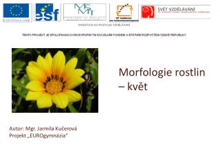 Morfologie rostlin – květ