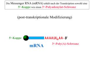 Die Messenger RNA (mRNA) erhält nach der Transkription sowohl eine