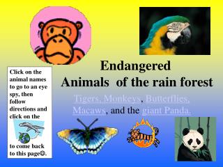 Endangered Animals of the rain forest