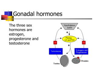 PPT - Gonadal Hormones PowerPoint Presentation, Free Download - ID:671744