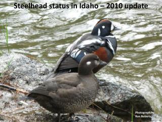 Steelhead status in Idaho 2010 update