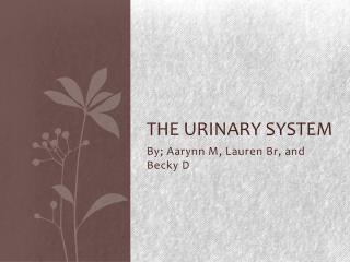The Urinary system
