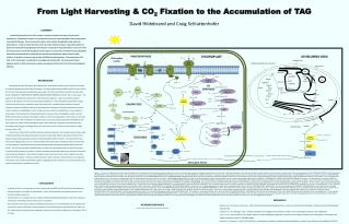 From Light Harvesting &amp; CO 2 Fixation to the Accumulation of TAG