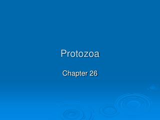 Protozoa