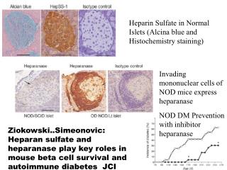 Heparin Sulfate in Normal Islets ( Alcina blue and Histochemistry staining)