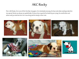 AKC Rocky