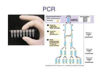 PCR