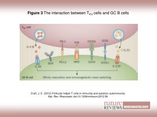 Figure 3 The interaction between T FH cells and GC B cells