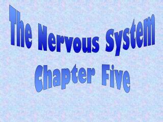 The Nervous System Chapter Five