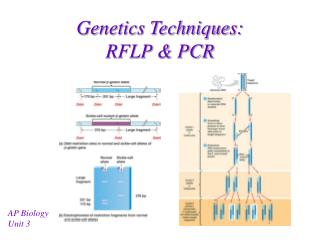 Genetics Techniques: RFLP &amp; PCR