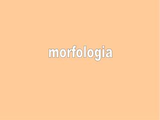 morfologia