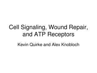 Cell Signaling, Wound Repair, and ATP Receptors
